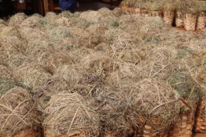Cagots de tomate pris au marché Galim, dans les Bamboutos: la détresse des producteurs de tomates face à la chute des prix