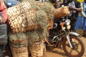 Cagots de tomate pris au marché Galim, dans les Bamboutos: la détresse des producteurs de tomates face à la chute des prix