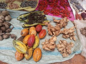 image de quelques semences exposées pendant la foire 