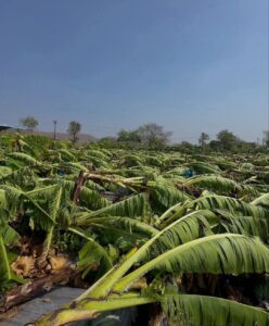 Photo prise sur https://impactechosnews.com/