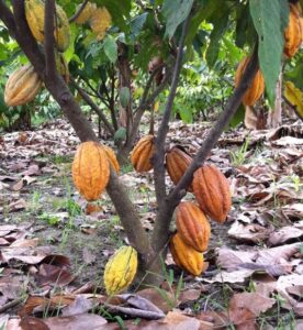 plan de cacao