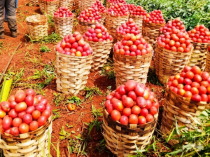La hausse des prix de la tomate asphyxie les ménages camerounais